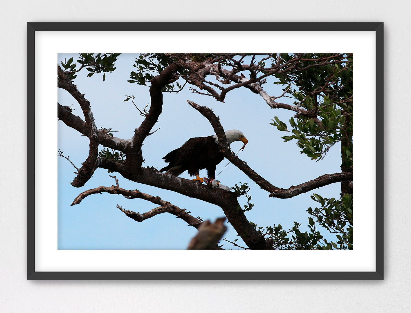 American Bald Eagle Snacking on Mullet1 16x24 Framed with Mat