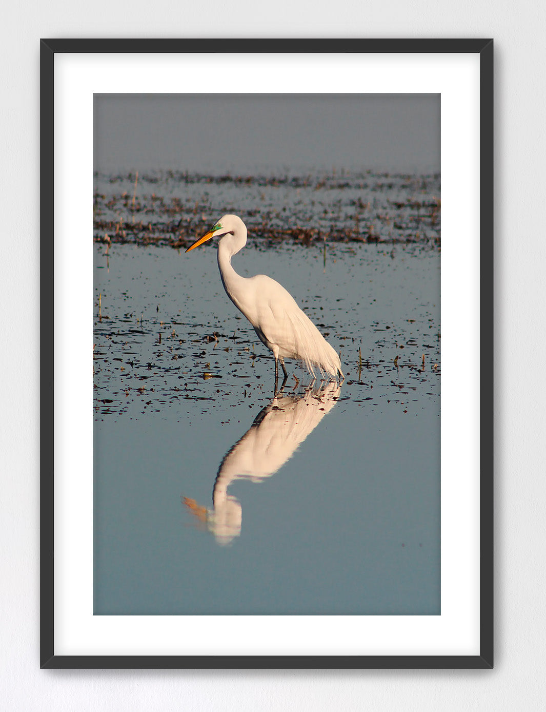 Egret in Mating Colors 16x24 Vertical Framed with Mat