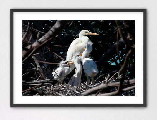 Heron with Hatchlings 16x24 Framed with Mat