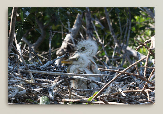 Nesting Heron Hatchlings Canvas Print