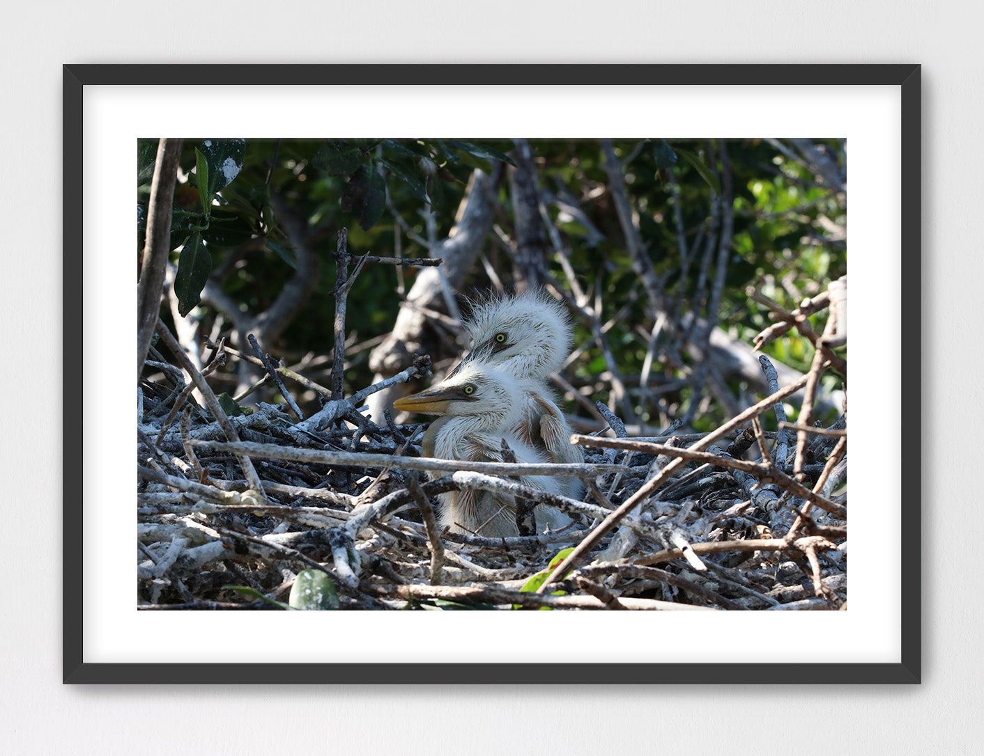 Nesting Heron Hatchlings Framed with Mat