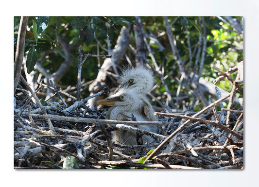 Nesting Heron Hatchlings Metal Print