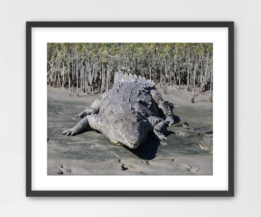 American Crocodile Framed with Mat