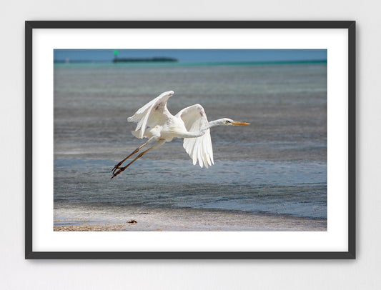 Great White Heron in Flight 16x24 Framed with Mat