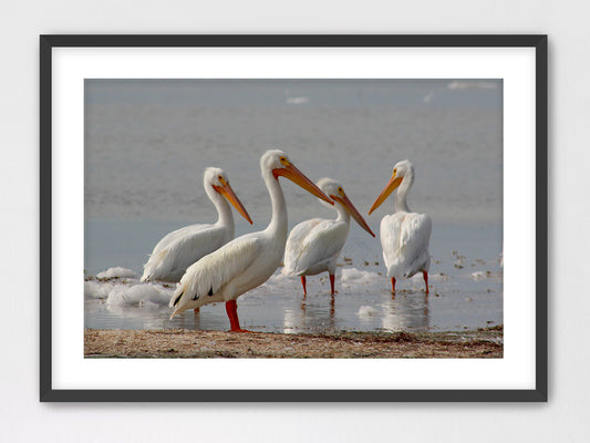 White Pelican Gang Framed with Mat