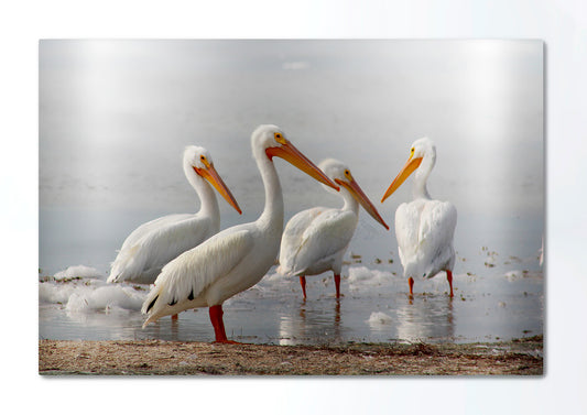 White Pelican Gang Metal Print