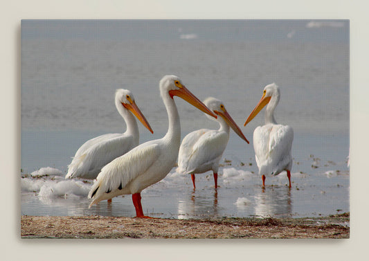 White Pelican Gang Canvas Print