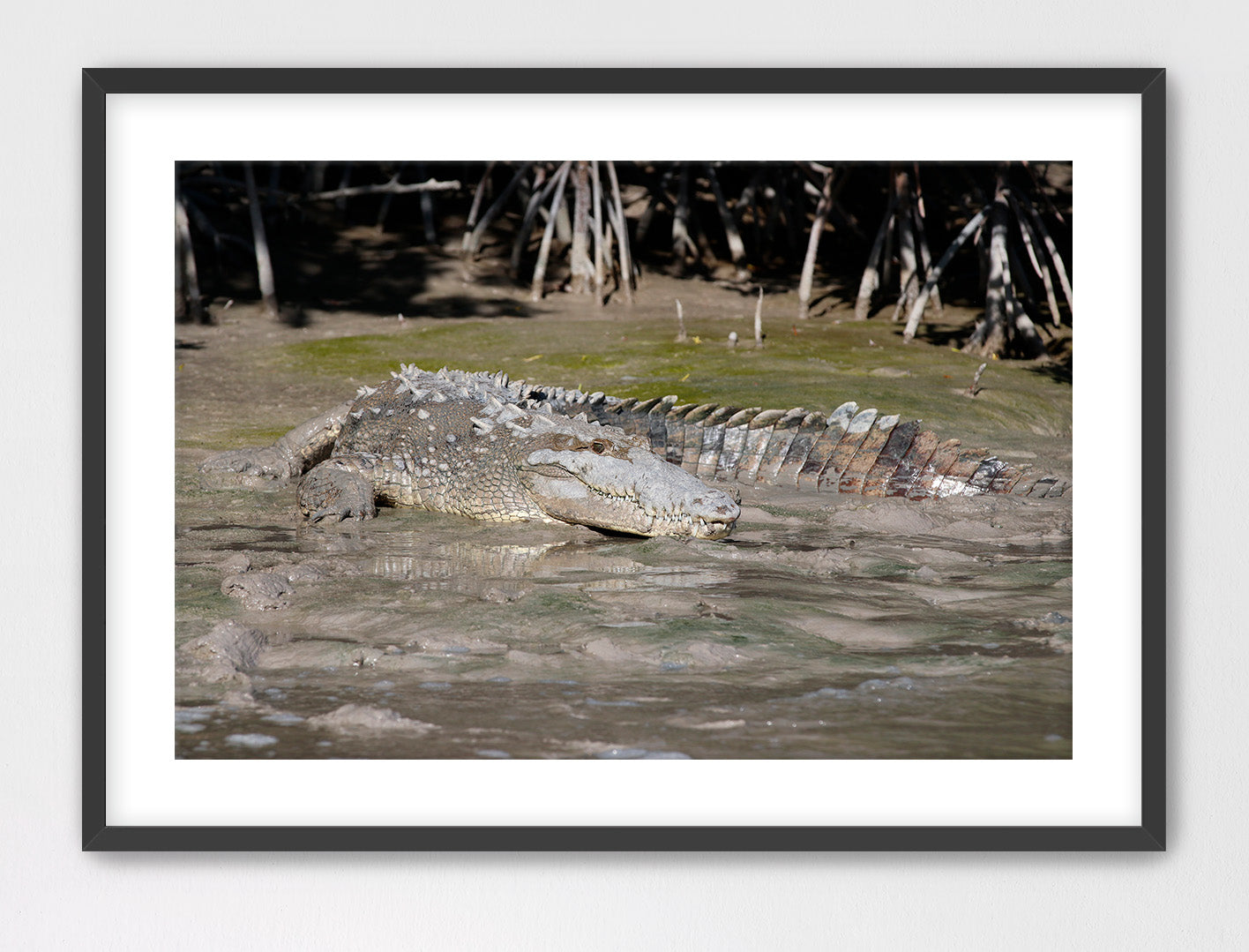 Crocodile in the Mud 16x24 Framed with Mat