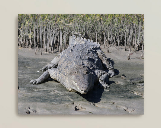 American Saltwater Crocodile Canvas Print