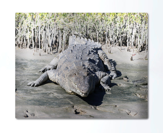 American Saltwater Crocodile Metal Print