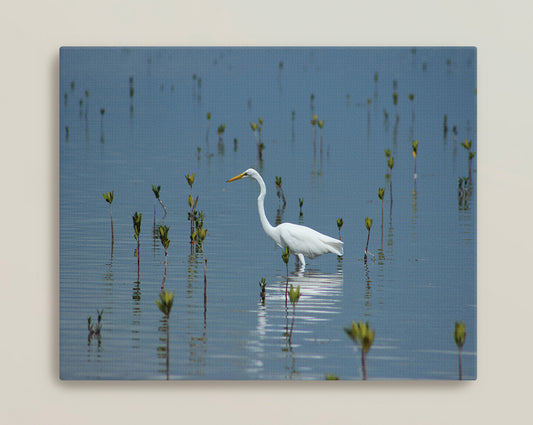 Egret Feeding Canvas Print