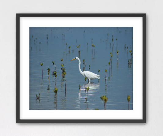 Egret Feeding Framed with Mat