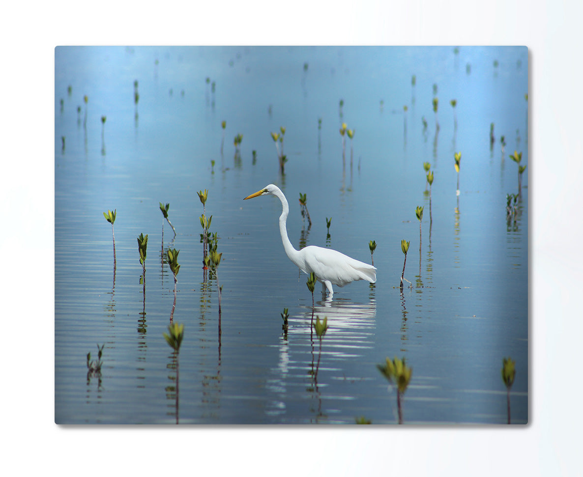 Egret Feeding Metal Print