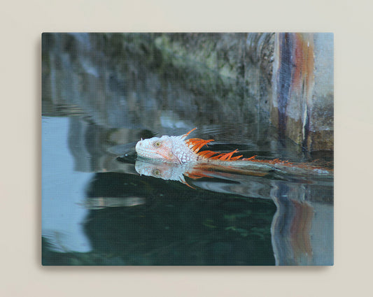 Orange Iguana swimming Canvas Print