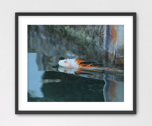 Orange Iguana Swimming Framed with Mat