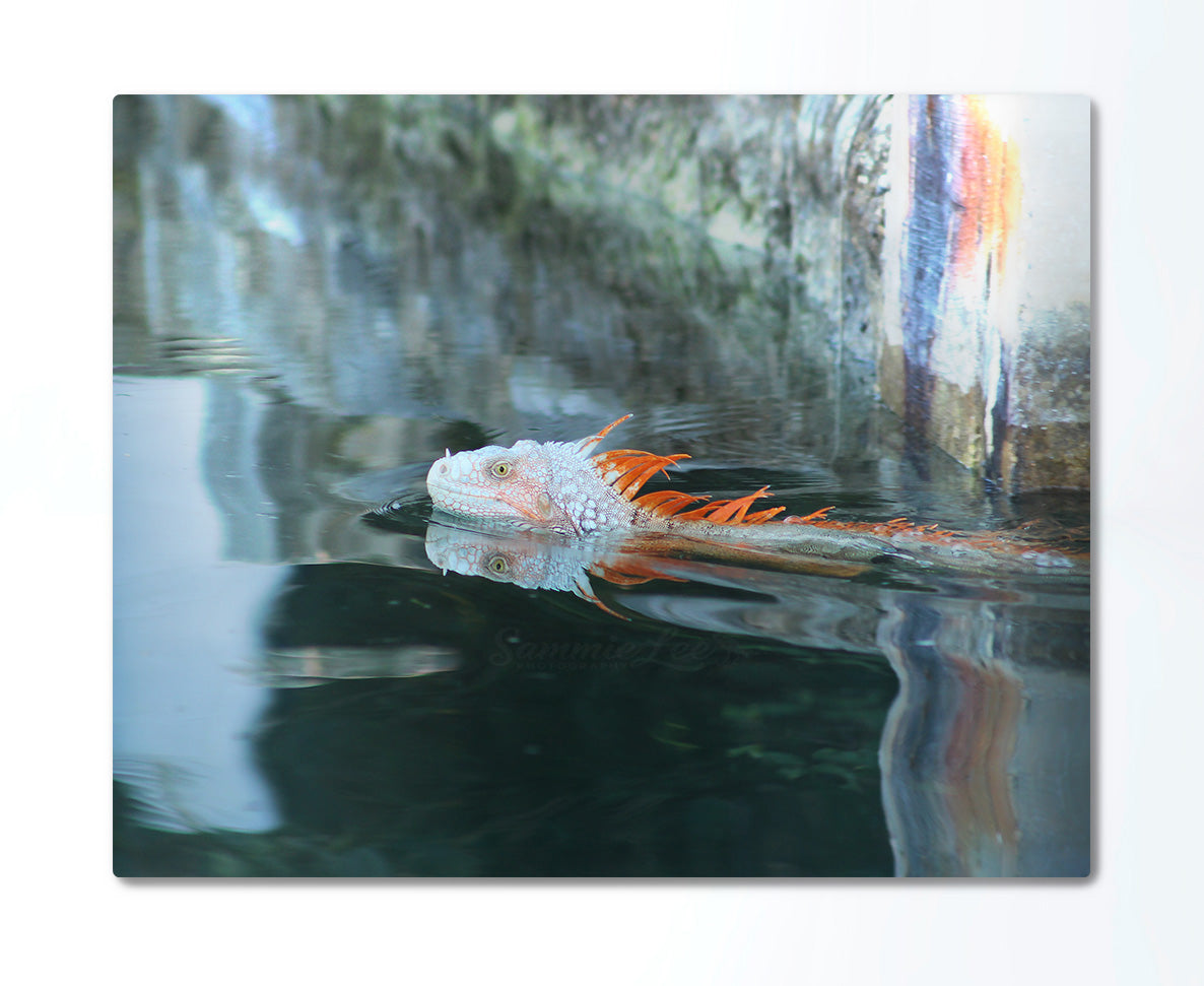 Orange Iguana Swimming Metal Print