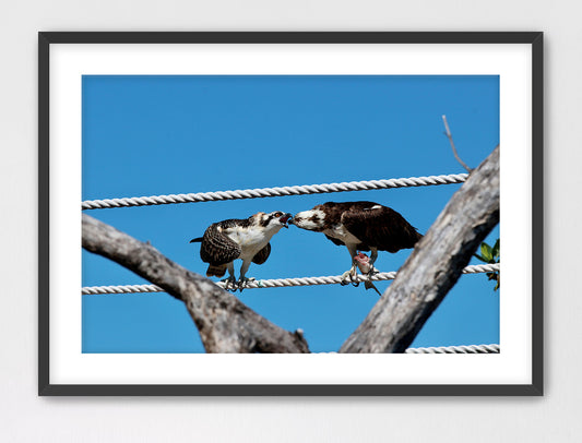 Osprey Feeding Juvenile 16x24 Framed with Mat