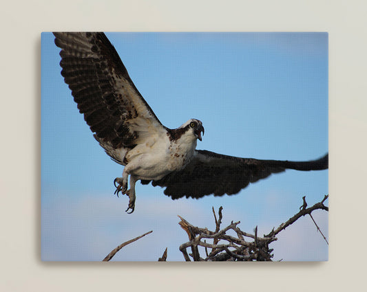 Osprey Coming in Hot Canvas Print