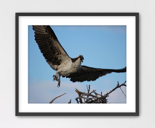 Osprey Coming in Hot Framed with Mat