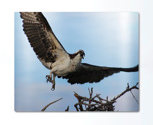 Osprey Coming in Hot Metal Print