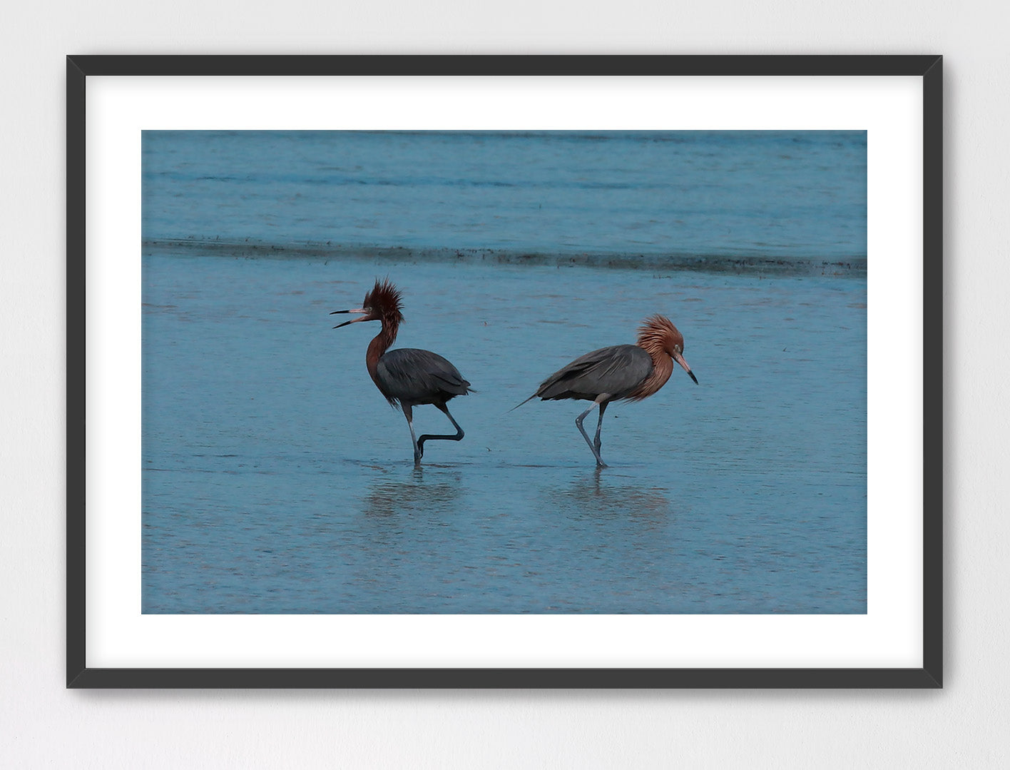 Reddish Egret Mating Pair 16x24 Framed with Mat