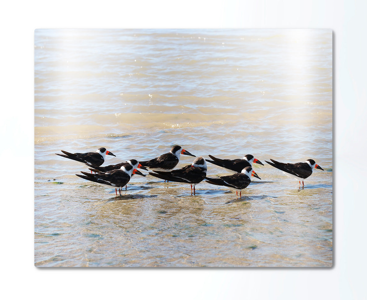 Black Skimmers Metal Print