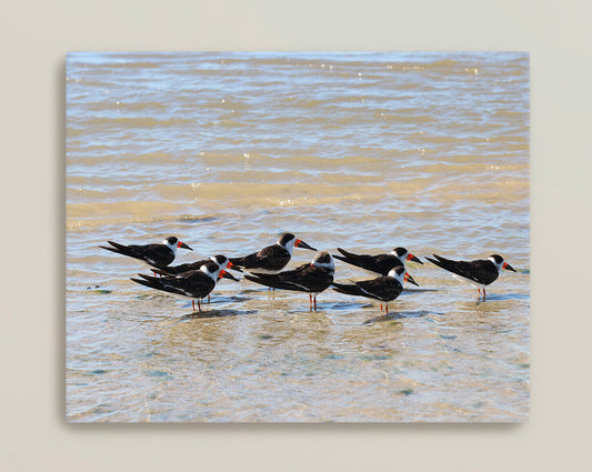 Black Skimmers Canvas Print