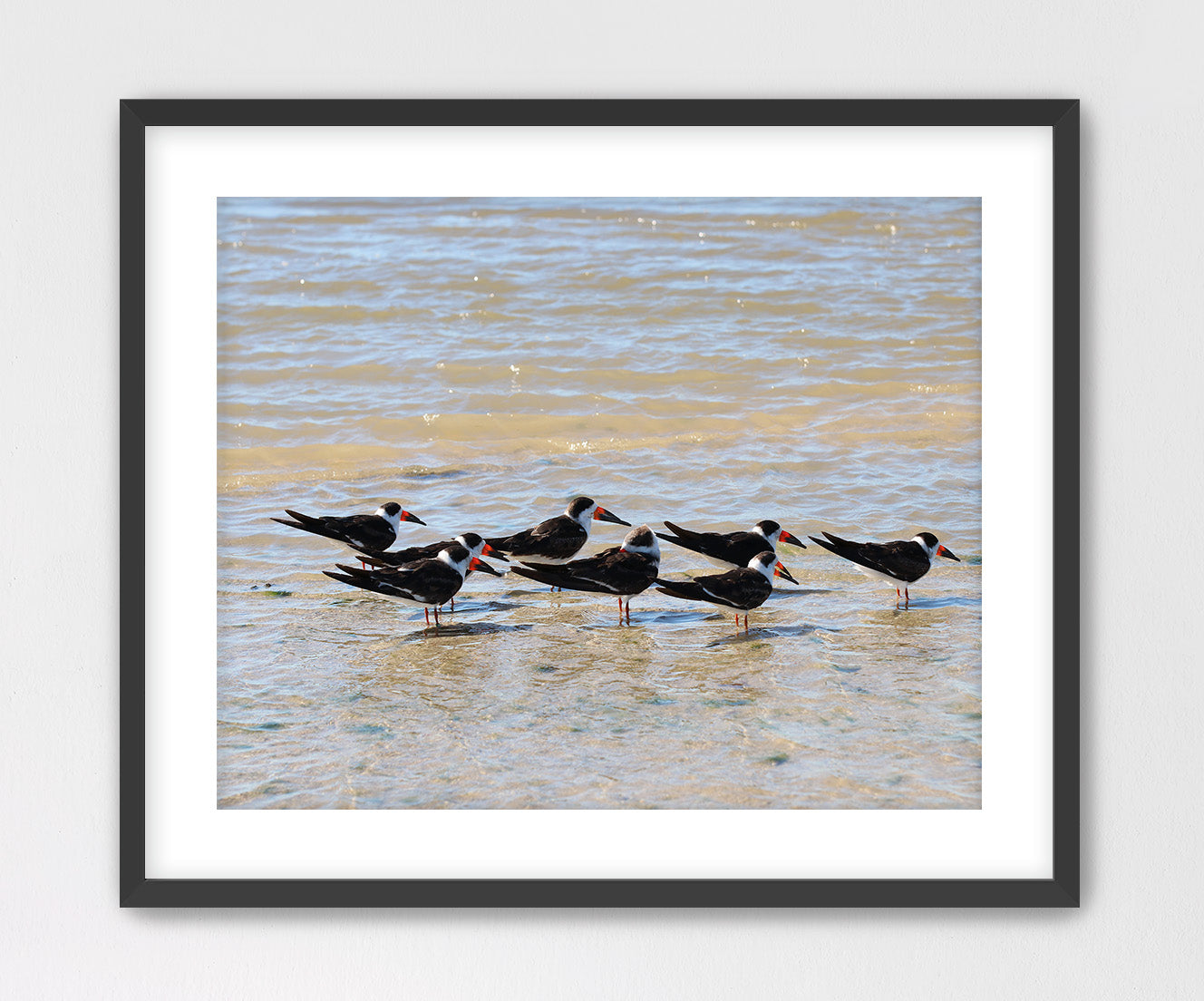 Black Skimmers Framed with Mat