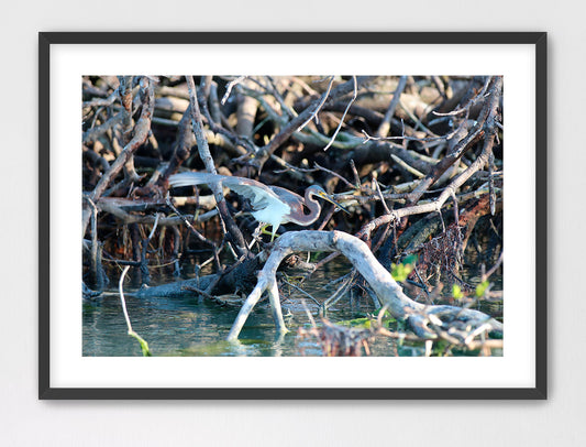 Tri-Colored Heron in Action 16x24 Framed with Mat